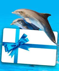 Zoomarine Gift