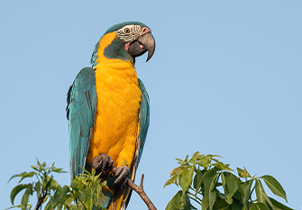 arara garganta azul _ cartao especie