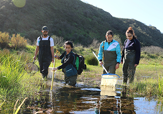 cartão verde _ falanges _ mobile