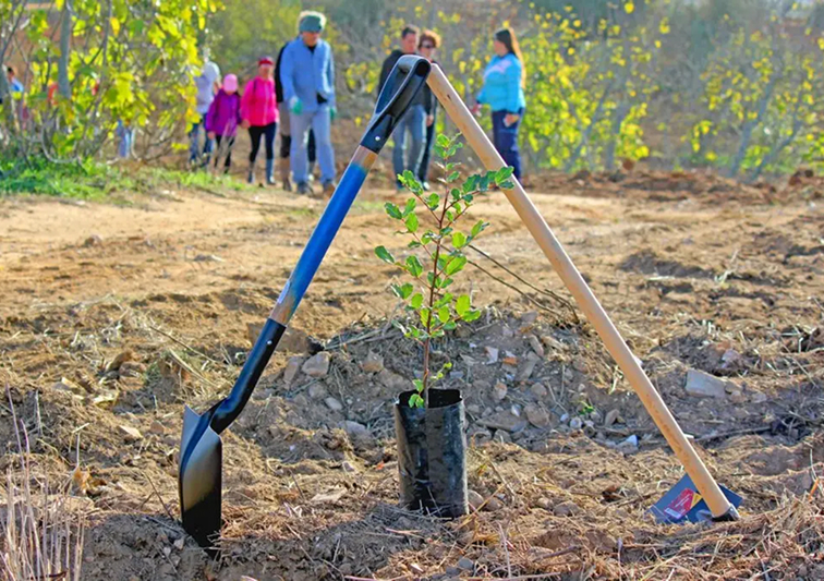 educação ambiental _ montanha verde _ cartão verde _ desktop