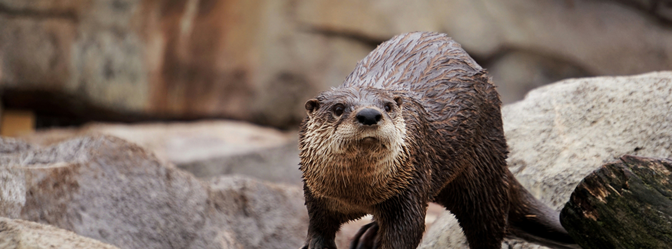 banner_animal arrojado_desktop