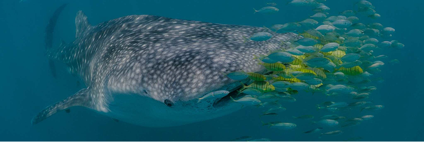 marine megafauna foundation _ banner _ desktop