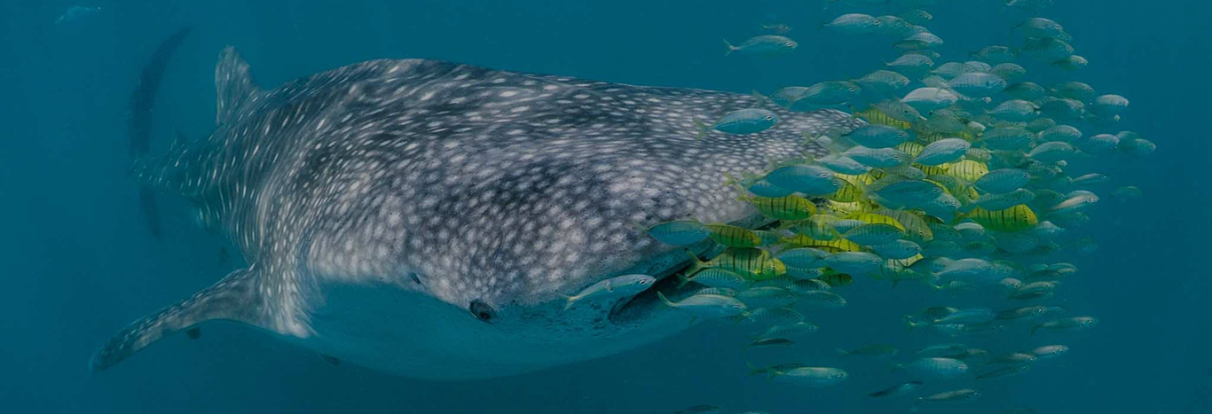 marine megafauna foundation _ banner _ desktop