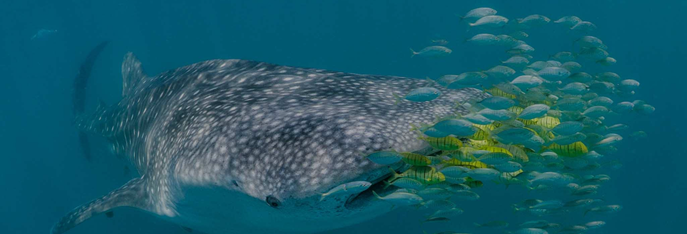 marine megafauna foundation _ banner _ desktop