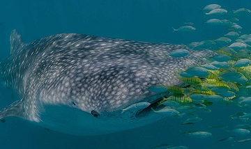 marine megafauna foundation _ banner _ mobile