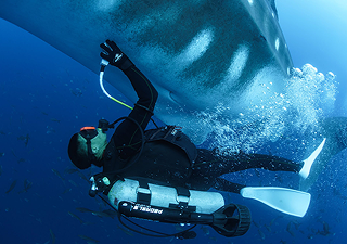 marine megafauna foundation _ cartao verde _ mobile
