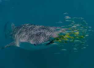 mega fauna foundation _ outras sugestões _ desktop