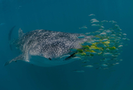 mega fauna foundation _ outras sugestões _ mobile