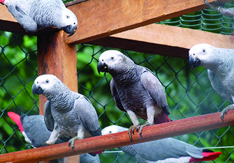 papagaio cinzento _ cartao especie
