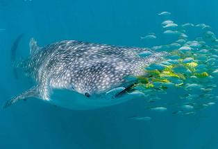 projetos de conservação _ conheça outros _ marine megafauna _ desktop