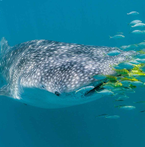 projetos de conservação _ conheça outros _ marine megafauna _ mobile
