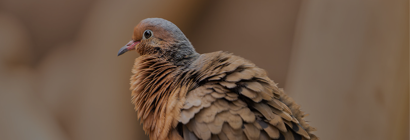 rolas socorro_banner_desktop