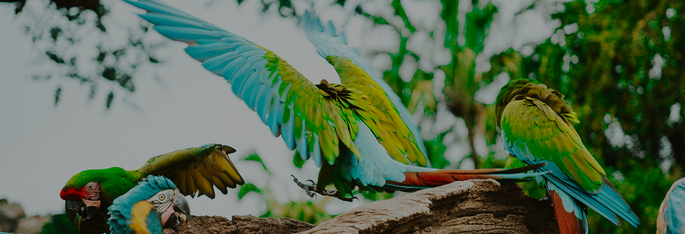 world parrot trust _ banner _ desktop