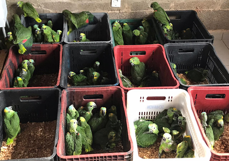world parrot trust _ cartao verde_ desktop