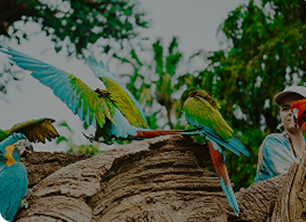 world parrot trust _ desktop