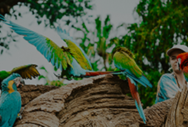 world parrot trust _ mobile