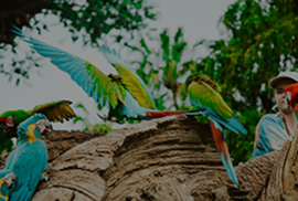 world parrot trust _ outraa sugestões _ mobile