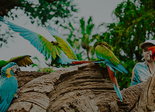 world parrot trust _ outras sugestões _ desktop