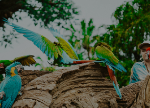 world parrot trust _ outras sugestões _ desktop