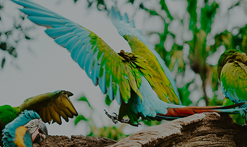 world parrot trust banner _ mobile