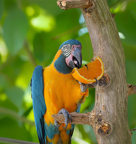 Guacamayo Barba Azul