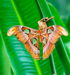 Mariposa Atlas
