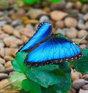 Mariposa morfo azul