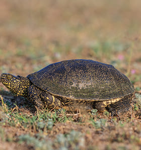Galápago europeo