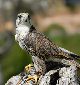 Halcon sacre