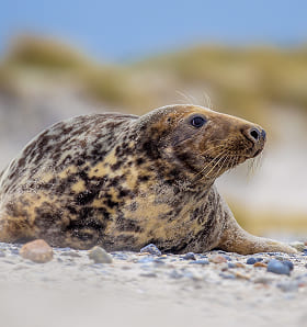Foca Gris