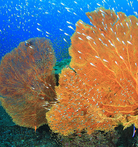 Coral Gorgonaria Naranja