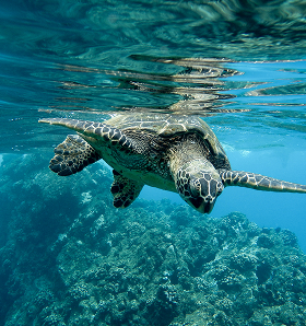Tortuga boba