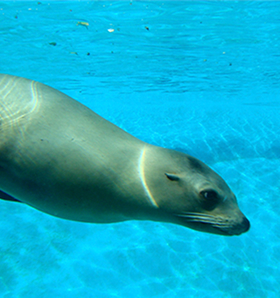 León marino de California