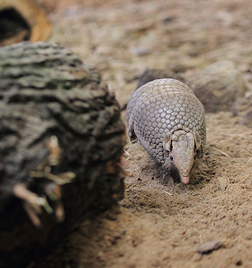 Armadillo de tres bandas del sur