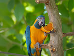 Guacamayo Barba Azul