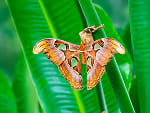 Mariposa Atlas