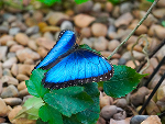 Mariposa morfo azul