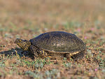 Galápago europeo