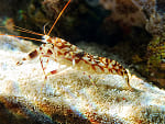 Camarón pistola tigre