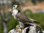 Halcon sacre
