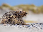 Foca Gris