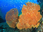 Coral Gorgonaria Naranja