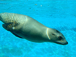 León marino de California