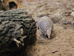 Armadillo de tres bandas del sur