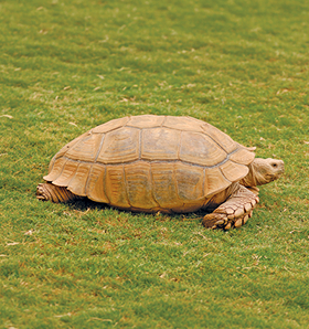 Tortuga de espolones africana