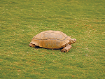 Tortuga de espolones africana