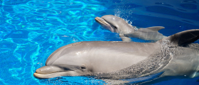Nasceu SAMI, a nova cria de golfinho-roaz do Zoomarine Algarve
